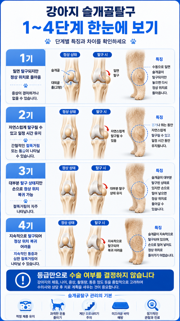 강아지 슬개골탈구 1