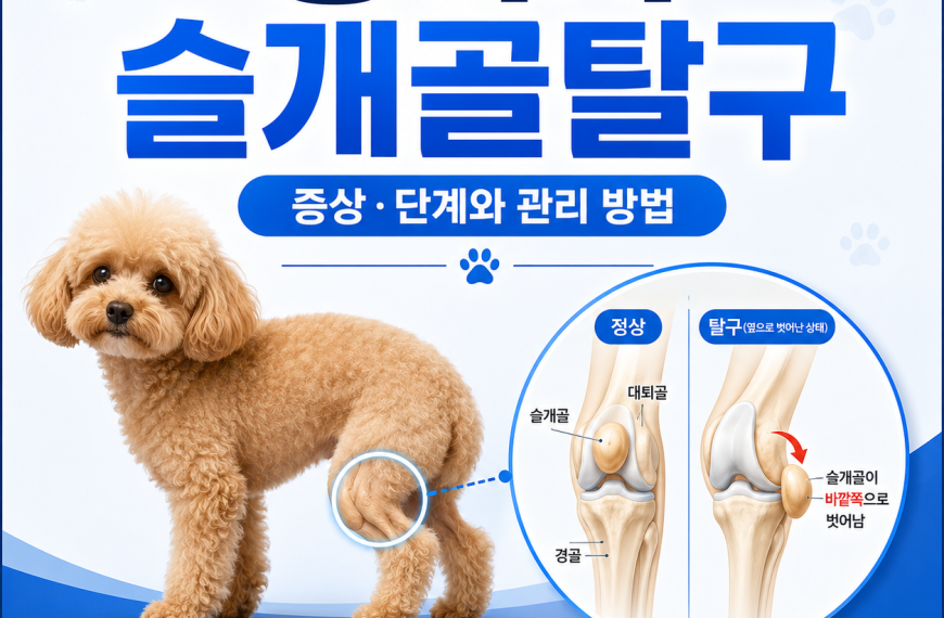 강아지 슬개골탈구
