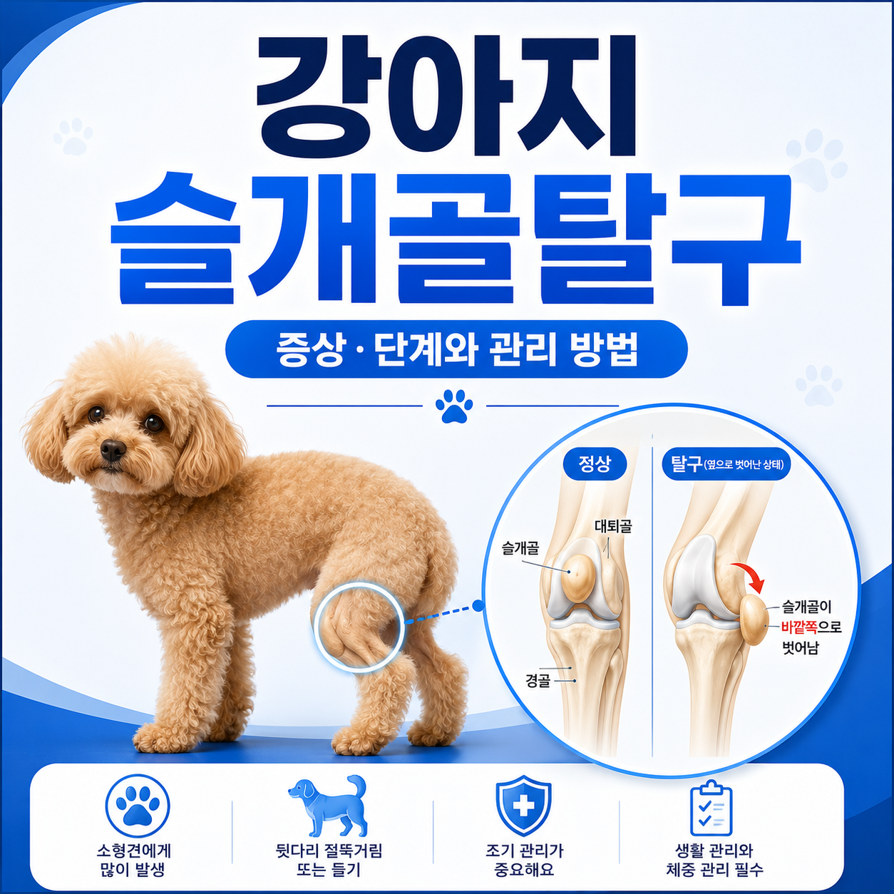 강아지 슬개골탈구