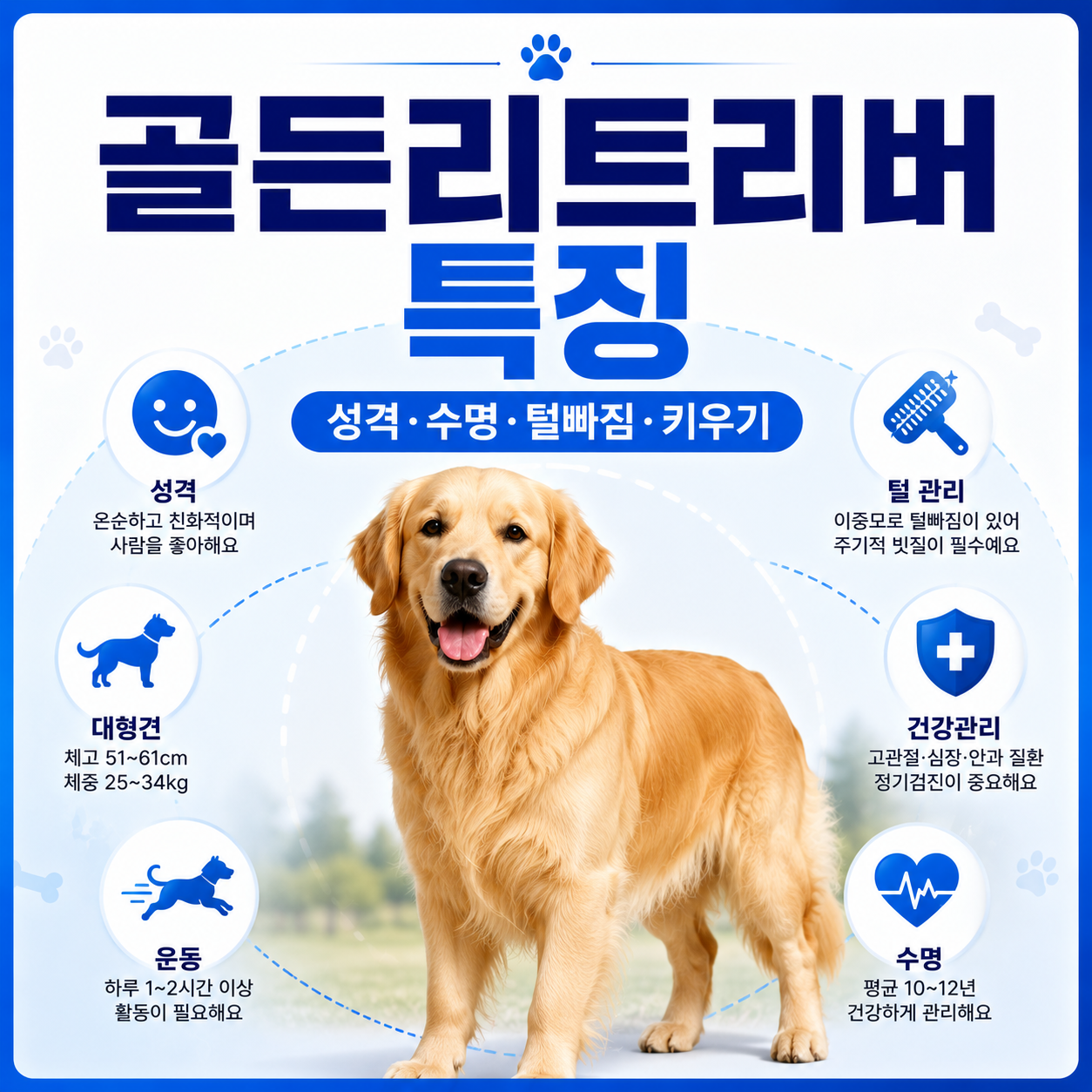 골든리트리버 특징